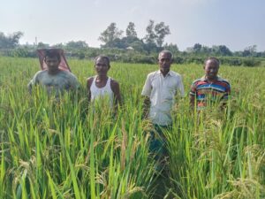 নবাবগঞ্জে জোর করে জমির ধান কেটে নেয়ার হুমকি 